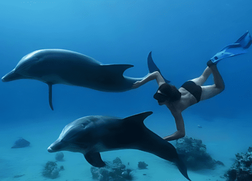 Private Speedboat – Dolphins & Magawish Island