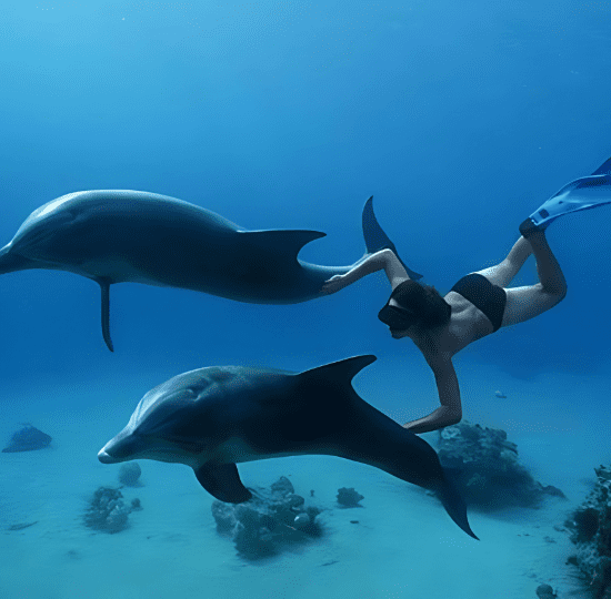 Private Speedboat – Dolphins & Magawish Island