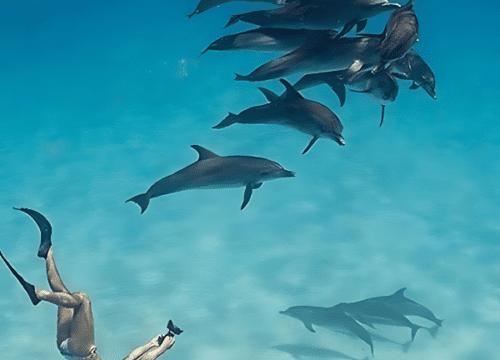 Snorkeling with Dolphins