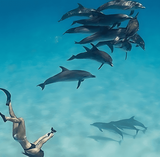 Snorkeling with Dolphins